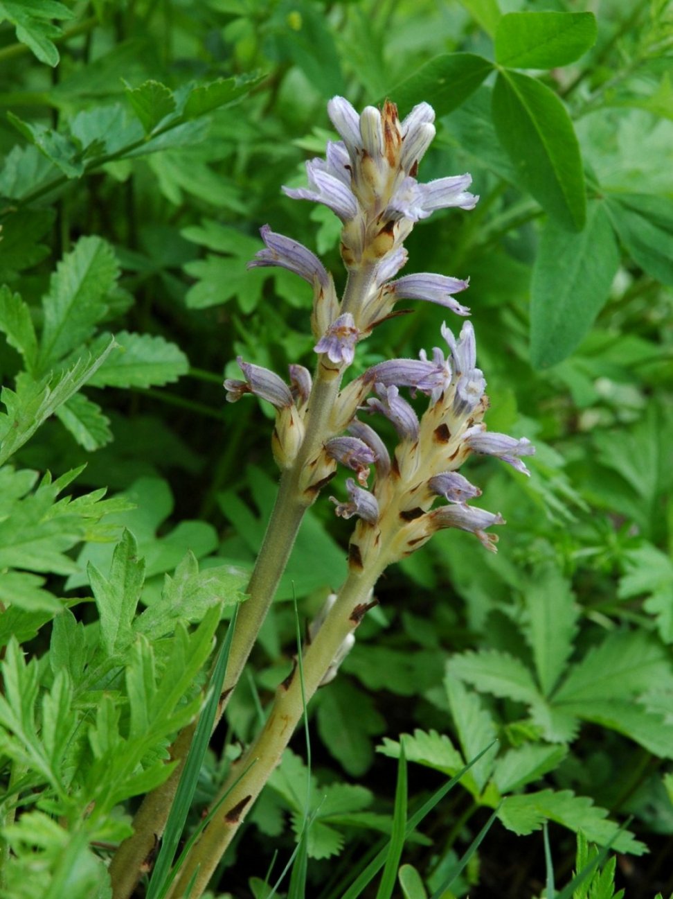 Phelipanche (Orobanche) purpurea / Succiamele azzurro